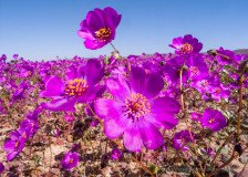 Pata de guanaco flowers close up during Atacama desert in bloom, desierto florido Chile