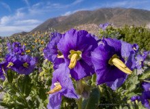 Solanum heterantherum flower, Llanos del Challe National Park, Atacama desert