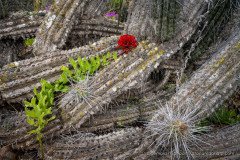 Red Garra de Leon flower growing on top of cactus