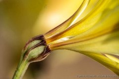 Alstroemeria kingii, a rare flower of the Atacama desert
