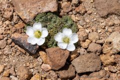 Nototriche rugosa, a small flower growing in the Altiplano