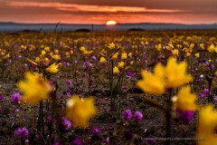 Sunset with flowers, Atacama desert in bloom near Copiapo, Chile