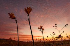 Atacama desert flowers silhouette against orange evening sky