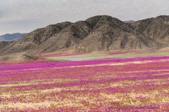Atacama Desierto Florido 2015, massive desert blooming of Pata de Guanaco flowers, Chile