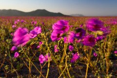 Lilac Patas de Guanaco flowers shaking in the wind of the blooming Atacama desert