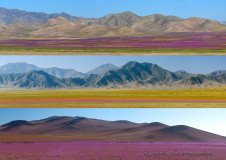 Panorama photos of Atacama desierto florido, carpets of flowers and mountains
