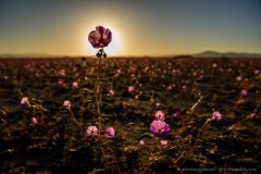 The setting sun hidden behind a desert flower, Atacama desert in bloom