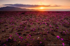 Atacama Desert in bloom at sunset with pata de guanaco flowers, desierto florido Chile