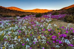 Field of colorful flowers just before sunset, Atacama Desert in bloom
