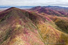 Aerial photo of Atacama Desert in bloom, mountains covered with lilac flower carpets