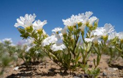 White Suspiro (Nolana baccata) flower, Atacama desert in bloom