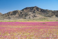 The Atacama desert painted with colors of pata de guanaco flowers, Chile 2022