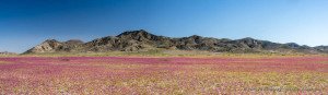 Panorama of the blooming Atacama desert with lilac flower carpet