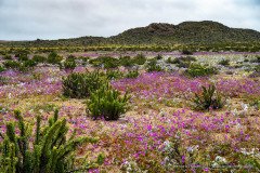 Abundant flower carpets of many different endemic species are covering the Atacama desert in October 2022