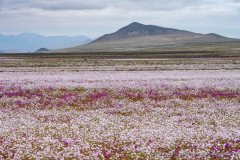 A sea of flowers in the otherwise very dry Atacama desert