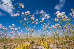 Field of malvilla (Cristaria gracilis), Atacama desert in bloom