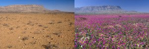 Comparison: Atacama desert in bloom and in a dry year