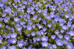 A carpet of blue Nolana flowers, Atacama Desert