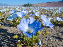 Close up wide angle photo of Blue Nolana flowers, Atacama Desert in bloom