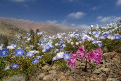 Rare event of blooming desert after a rainy winter, Reserva Nacional Paposo