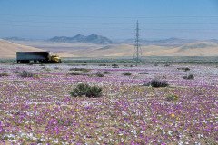 Truck on the Panamericana Highway driving through blooming Atacama desert near Vallenar, Chile