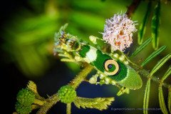 African spiny flower mantis (Pseudocreobotra sp.), Odzala