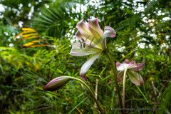 Swamplily (Crinum sp) at Lango, Odzala-Kokoua National Park