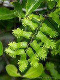 Unusual leaf shapes of a climbing fern (Lygodium sp.), Odzala