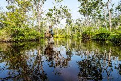 Walking along \"elephant boulevards\" through the swamp forest at Lango Bai, Odzala