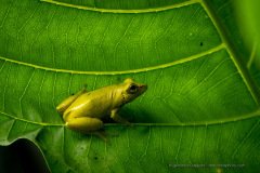 Reed Frog (Hyperolius sp.), Odzala-Kokoua of Congo