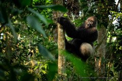 Large silverback western lowland gorilla climbing a tree, Ngaga Camp, Odzala Congo