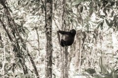 Baby lowland gorilla climbing a tree in Congo rainforest, black and white