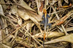 Rainbow agama (Agama agama) in leaf litter at Ngaga camp, Congo