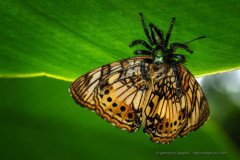 Jumping spider feeding on a butterfly