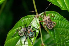 Leaf-footed bugs (Coreidae) at Ngaga camp, Congo