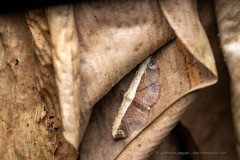 A very well camouflaged moth of the Aventiini tribe