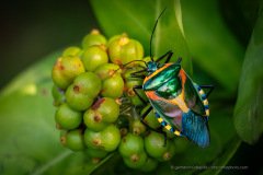 Chalcocoris rutilans, a very colorful stink bug, found at Odzala National Park