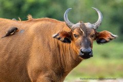 Forest buffaloes (Syncerus caffer nanus) with Yellow-billed Oxpecker (Buphagus africanus), Odzala-Kokoua national park, Congo