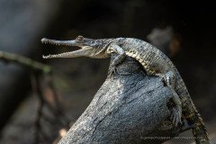 African slender snouted crocodile (Mecistops cataphractus) at Mambili River, Odzala national park.