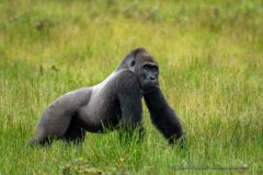 Western lowland gorilla silverback feeding on grass in Imbalanga Bai, Congo