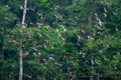 A flock of Congo Grey Parrots (Psittacus erithacus erithacus) at a bai at Odzala-Kokoua, Congo