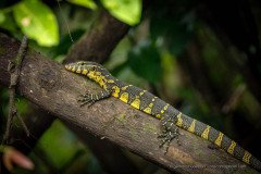 Nile Monitor (Varanus niloticus), Odzala National Park Congo