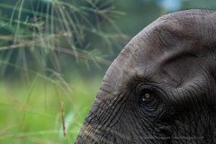 African forest elephants (Loxodonta cyclotis) are critically endangered