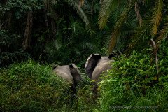 Forest elephant mother and youngster side by side in the jungle