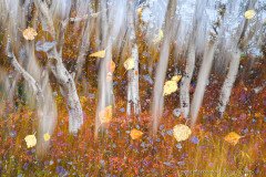 Multiple in-camera exposure of autumn forest in Iceland