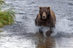 This Kamchatka bear is not running to get the photographer but to catch a salmon