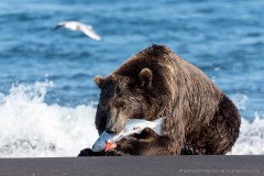 Brown bear (Ursus arctos beringianus) feeding on a salmon at the Pacific Ocean coast of Kamchatka