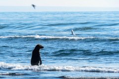 An unusual sight: Kamchatka brown bear in the ocean surf looking for salmon