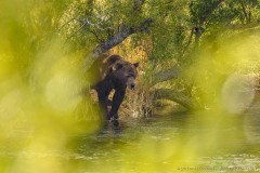 Kamchatka brown bear in position to catch salmon from a river
