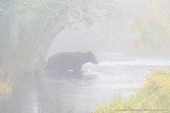 Kamchatka brown bear hunting for salmon in the early morning fog, Kronotsky Reserve